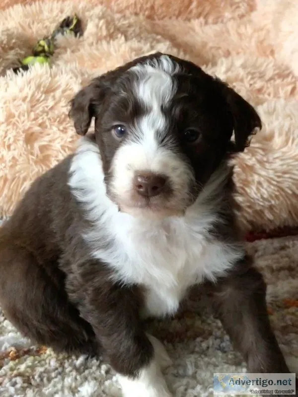 Blaze Male Aussiedoodle