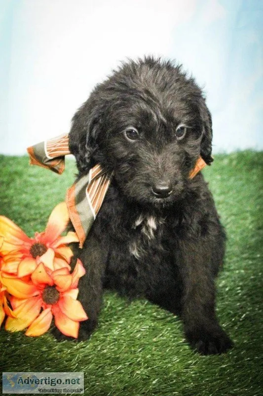 Max Male Labradoodle