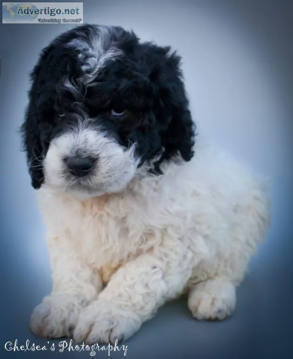 Lane F1B Male Newfypoo