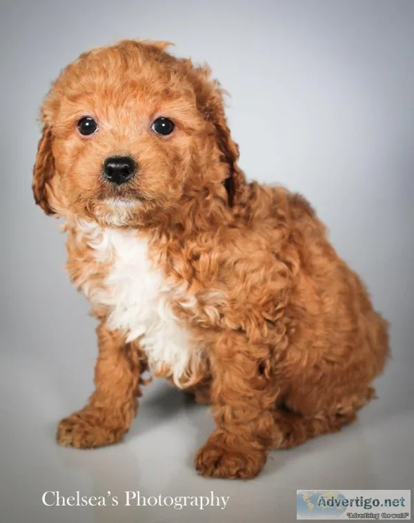 Ericson Male Cavachondoodle