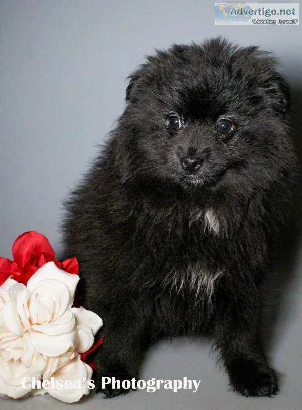 Coda Male AKC Pomeranian
