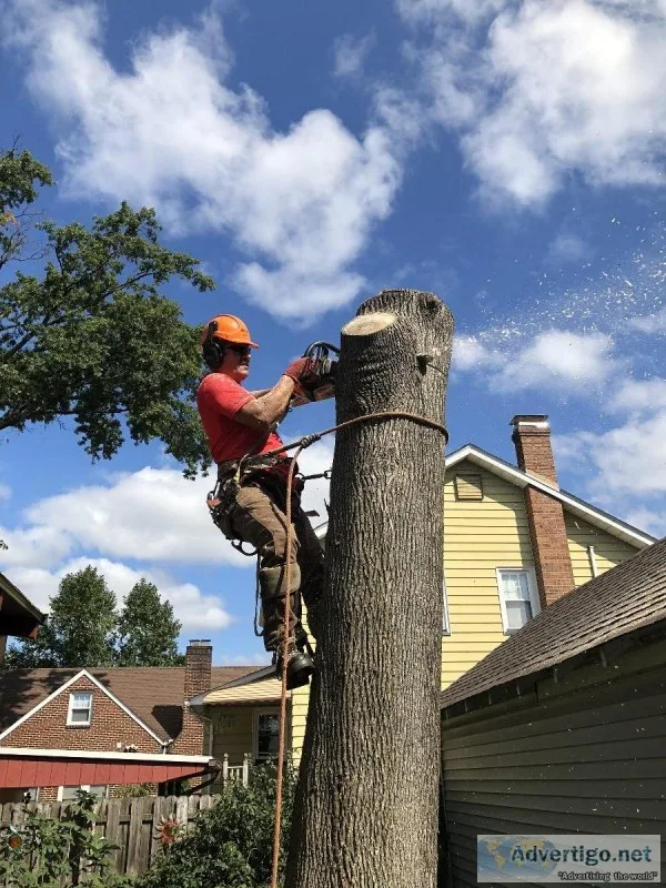 Tree Topping Service in Nutley NJ