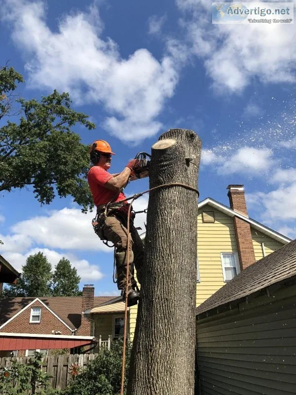 Tree Topping Service in North NJ