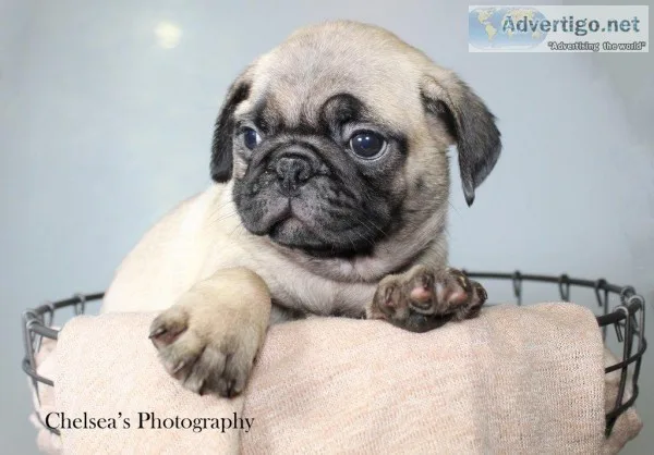 Brenda Female AKC Pug