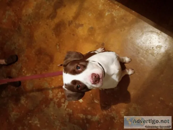 Free pitt bullspringer spaniel mix