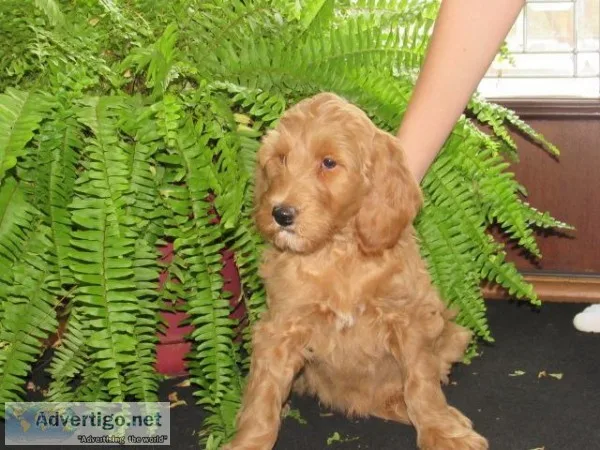 Cocoa Male Mini F1B Goldendoodle