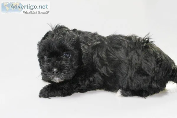 Wavy Male Shihpoo