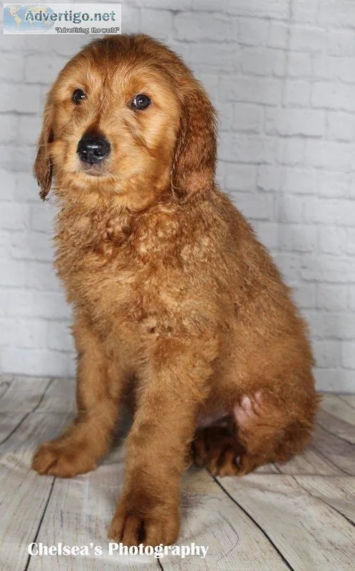 Red Rover Male Mini Goldendoodle