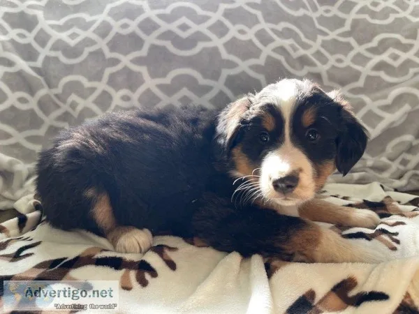 Shirley Female Bernese Mountain Dog Rough Collie Mix