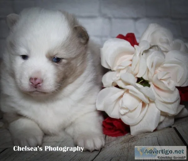 Betty Female F1B Mini Pomsky