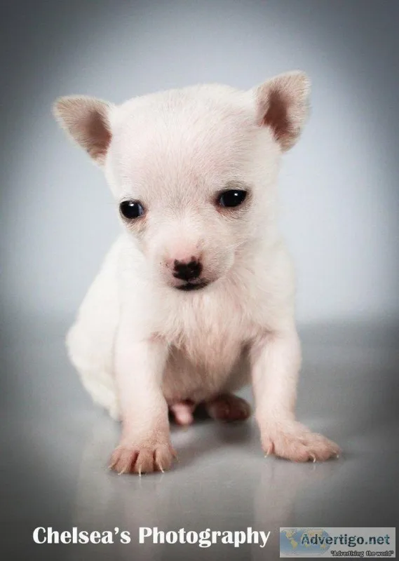 Jordan Male Toy Fox Terrier Mix