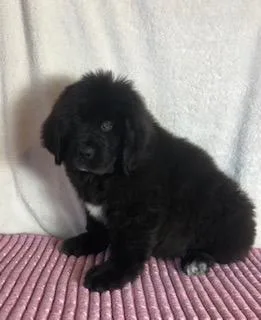 Bell Female Saint Bernewfie