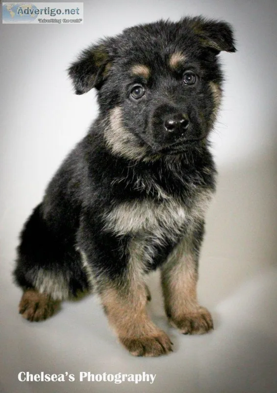 Harley Female AKC German Shepherd