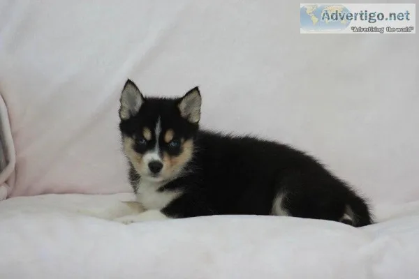 Noelle Female Mini Pomsky
