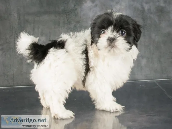 Ziggy Male Shihtzu
