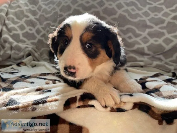 Jenna Female Bernese Mountain Dog Rough Collie Mix