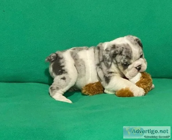 Merlin Male AKC English Bulldog