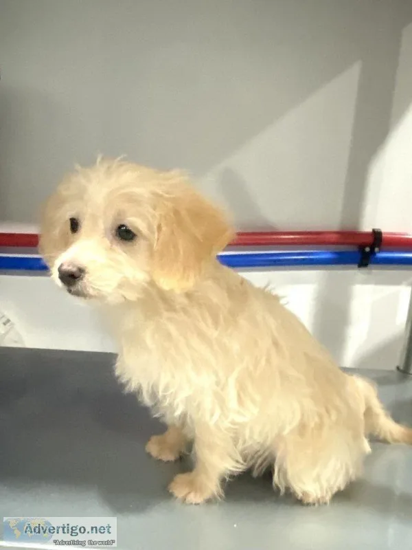 Howie Male Mini Labradoodle