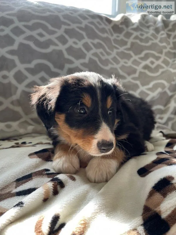Tammy Female Bernese Mountain Dog Rough Collie Mix