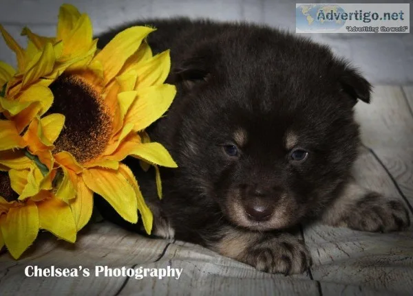 Grizzly Male F1B Mini Pomsky