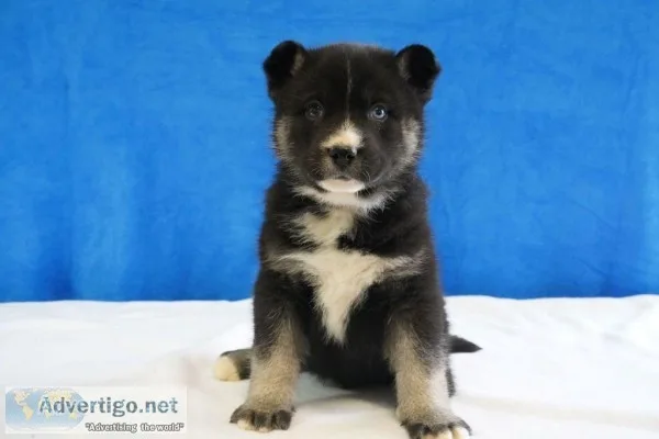 Jack Male German Shepsky