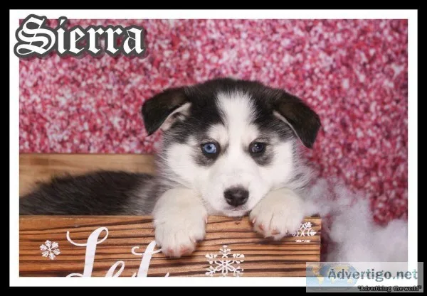 Sierra Female Pomsky