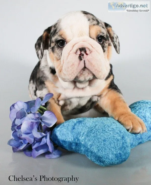 Bandit AKC Male English Bulldog