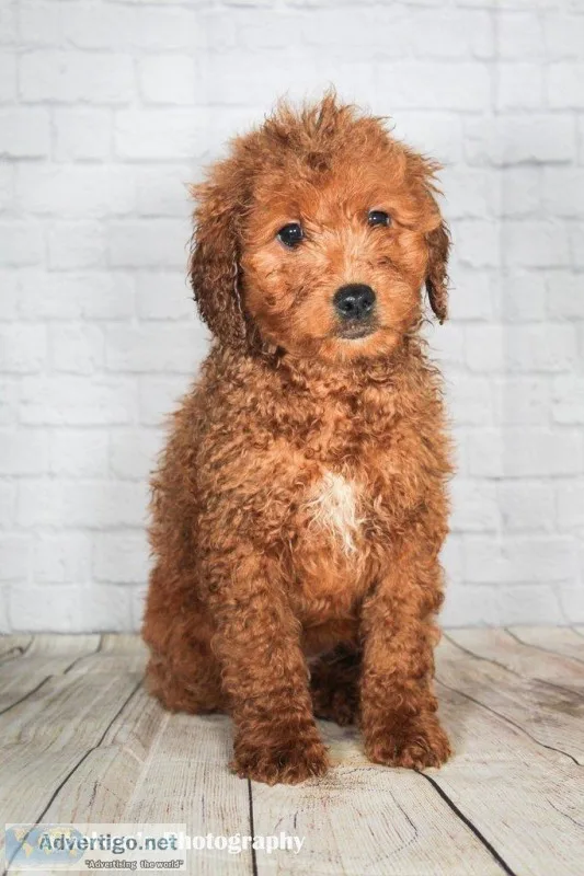 Mindy Female Mini Goldendoodle
