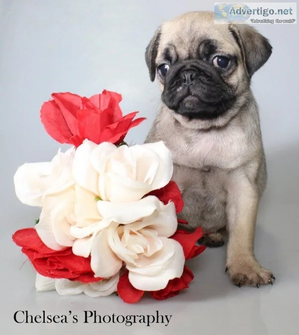 Ashley Female AKC Pug