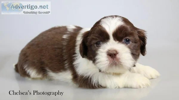 Hershey Male Shihtzu