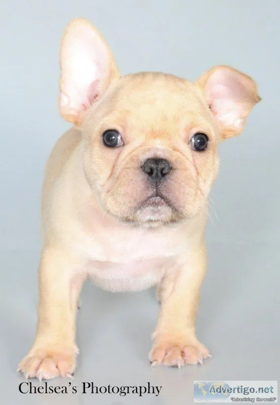 Ernie AKC Male French Bulldog