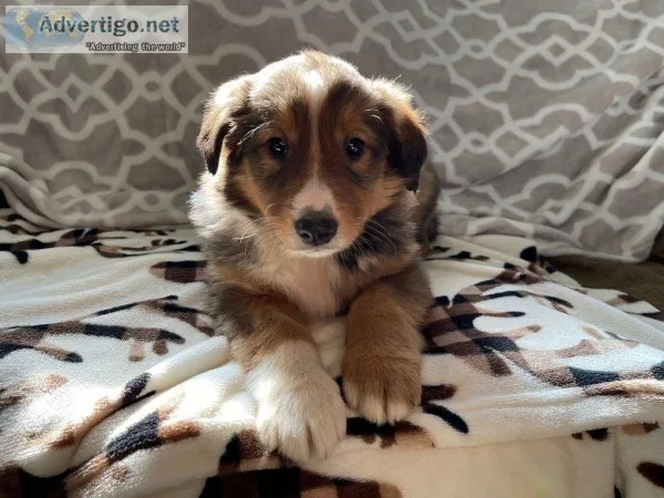 Willow Female Bernese Rough Collie Mix