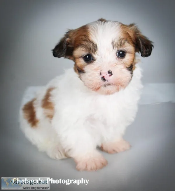 Sparky Male Shih-Chon Teddy Bear