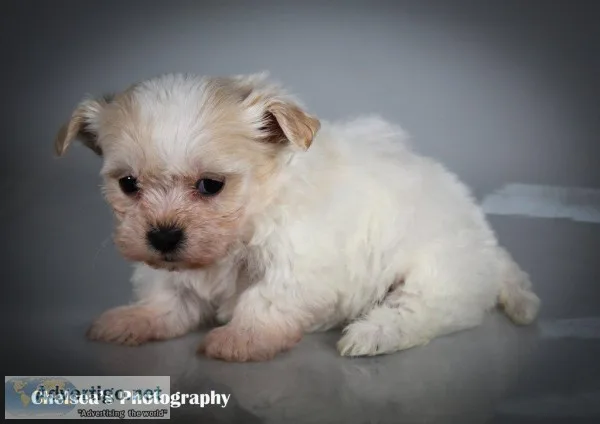 Isabella Female Shih-Chon Teddy Bear