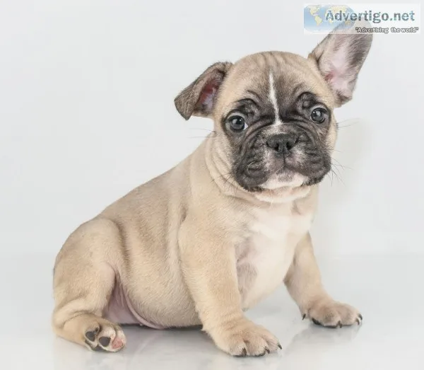 Tony Male AKC French Bulldog