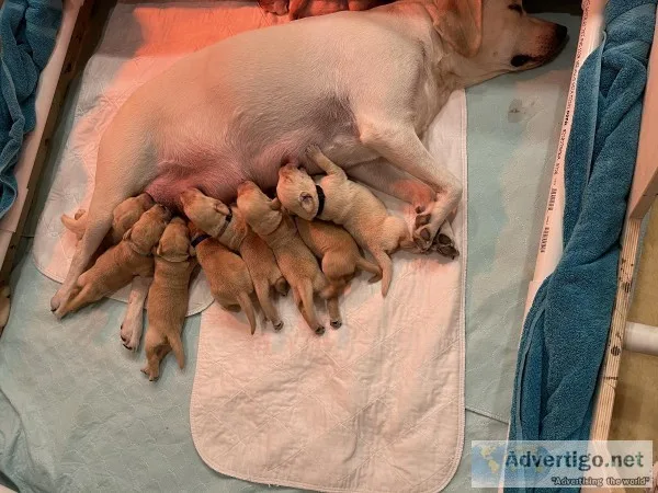 AKC Fox Red and Yellow Labrador Retriever Puppies