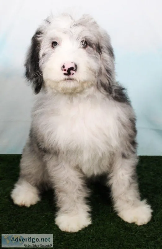 Cash Male Mini Sheepadoodle