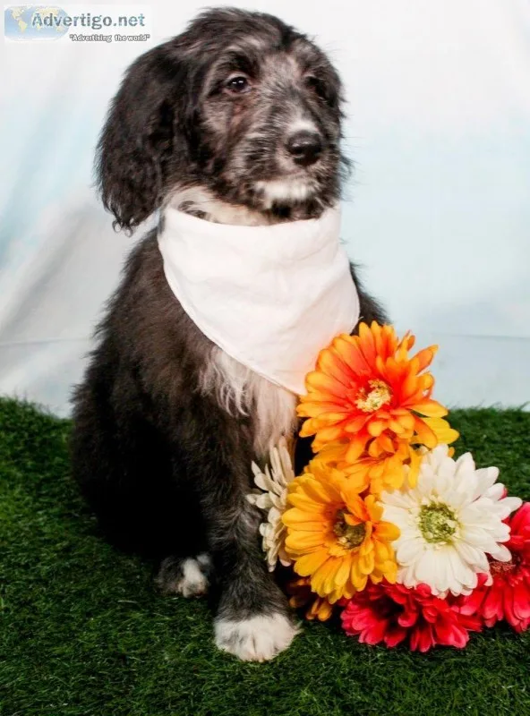 Cali Female Mini Sheepadoodle