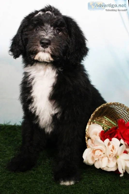 Clue Male Mini Sheepadoodle