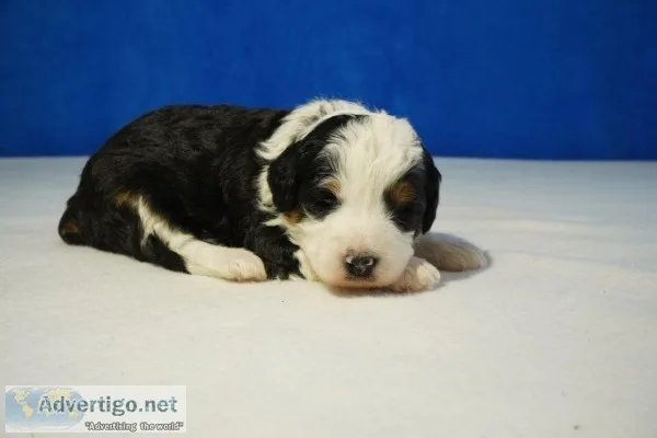 Amber Female Mini Bernedoodle