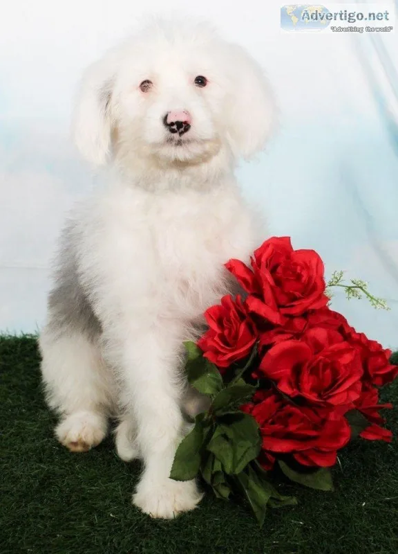 Cami Female Mini Sheepadoodle