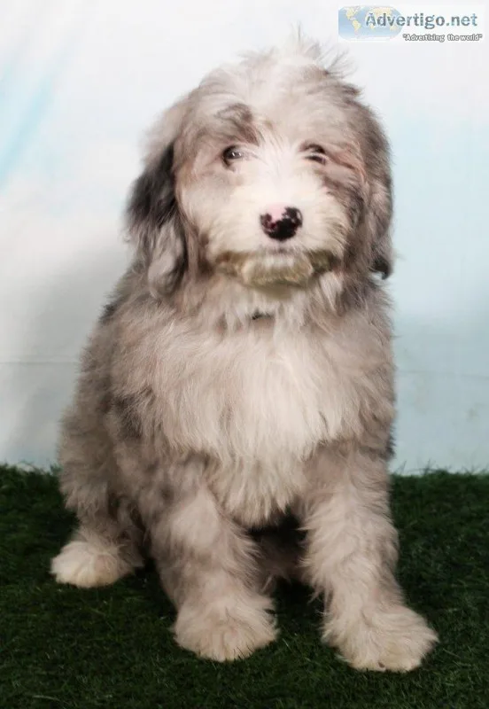 Cyrus Male Mini Sheepadoodle