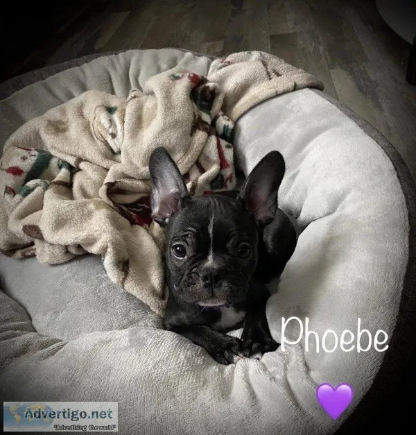 Phoebe Female Frenchton