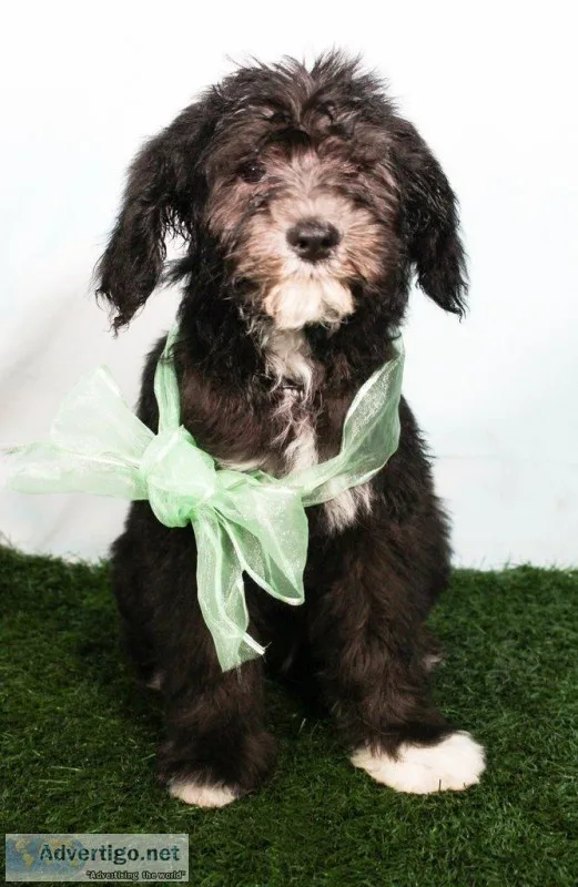 Caper Male Mini Sheepadoodle