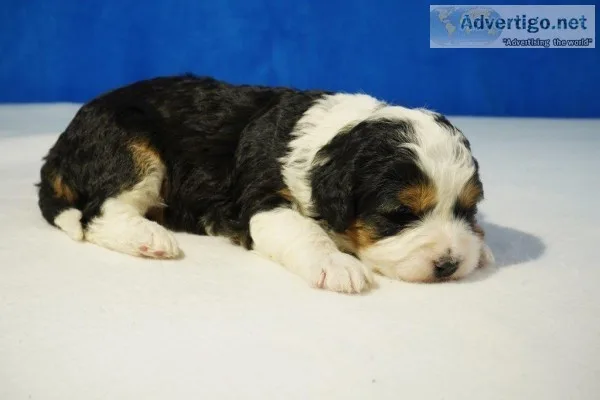 Roxie Female Mini Bernedoodle