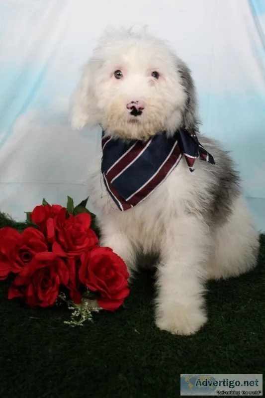 Cesar Male Mini Sheepadoodle