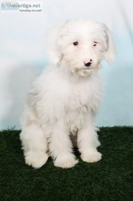 Celia Female Mini Sheepadoodle