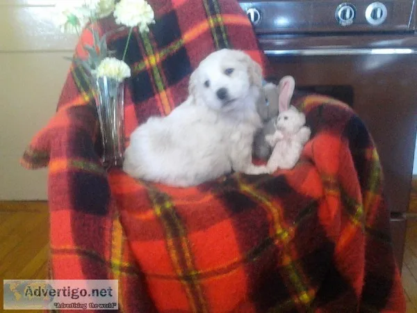Tex Male Mini Golden-doodle