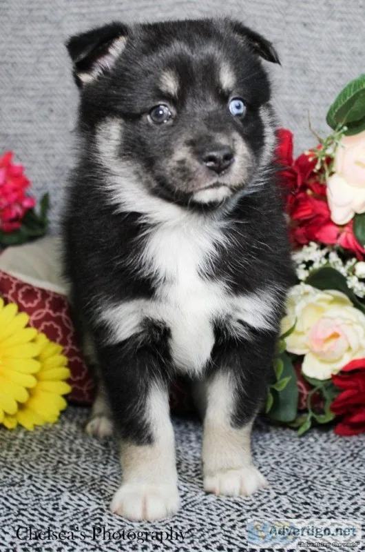 Daisy Female Pomsky
