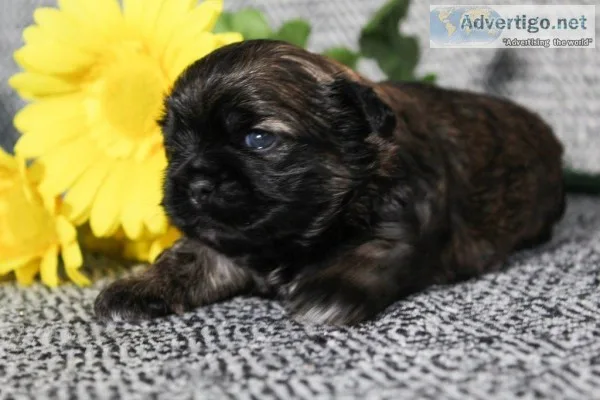 Brownie Male ACA Shihtzu